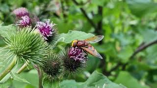 Volucella Zonaria Hoverfly [upl. by Corette477]