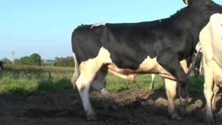 New Sweeper Holstein  Friesain Bull from Moscow [upl. by Furmark167]