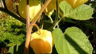 lot of Physalis Peruviana Andenbeere in my garden in Linz Austria 2010 [upl. by Luciana679]