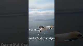 Amazing flying moment of Northern Gannet gannet northsea heligoland germany travel seabirds [upl. by Berthoud919]