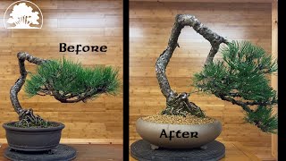 Pinus Nigra Restyle  Repot  Greenwood Bonsai [upl. by Wrightson]