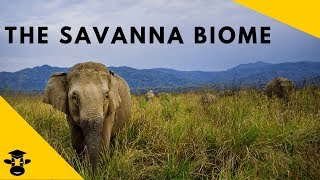 Savanna Grassland Biomes of the world [upl. by Niassuh721]