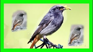 Black Redstart Bird Song Call Chirp Voice  Colirrojo Tizón Canto  Phoenicurus Ochruros [upl. by Able]