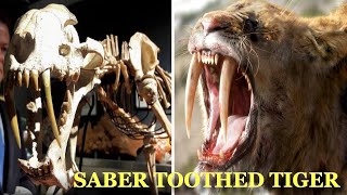 Evolution Of Saber Tooth Tiger 19772021 [upl. by Comethuauc]