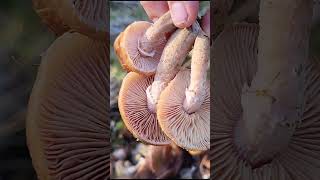 Ghebe  Armillaria mellea mushroommania mushroomhunting Ghebe Armillariamellea [upl. by Gainor]