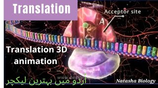 TranslationTranslation 3D animation urduhindi [upl. by Chaille610]