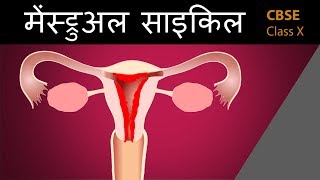 मेंस्ट्रुअल cycle in hindi How do organisms  10th biology  ncert class 10  cbse science [upl. by Florette]