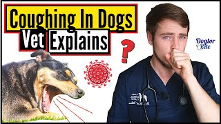 Top 8 MOST COMMON Causes Of COUGHING In Dogs  When To Worry About Your Dogs Cough  Vet Explains [upl. by Libove666]