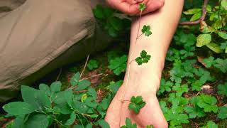 fiveleaved bramble  Rubus pedatus Identification and characteristics [upl. by Nyledam]