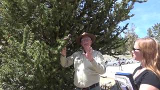 Ancient Bristlecone Pines National Forest [upl. by Dov113]