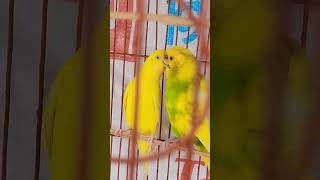 Budgerigar pakhir dim parar lokkhon [upl. by Acinaj588]