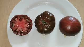 Primora striped tomatoes Solanum lycopersicum [upl. by Labors]