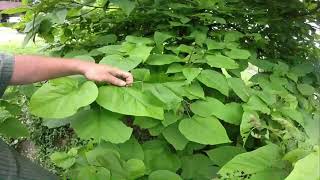 How to have catalpa trees an worms on the Homestead [upl. by Tati514]