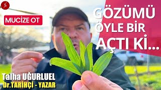 MUCİZE OT  GÖZÜMÜ ÖYLE BİR AÇTI Kİ  DAMAR OTU  SİNİR OTU  Talha Uğurluel [upl. by Steffy]