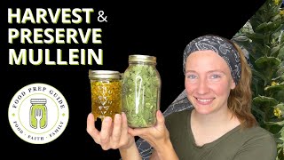 How to Harvest Preserve and Use Mullein [upl. by Yenaffit]