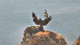 West End  EAGLETS BATTLE ON HISTORIC NEST CHASE AKECHETA FOR FISH KOA FLIES W STICK 😊 62424 [upl. by Quent]