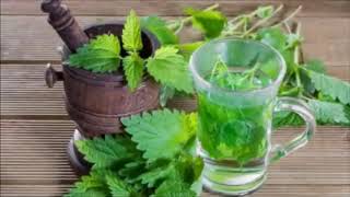 Nettle Tea Benefits and Warnings [upl. by Bresee683]