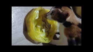 CATDOLLY EATING DURIAN cat lutecatkin food durian [upl. by Beard]