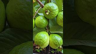 🌿How to grow guava tree great idea to propagate guava tree by air layering using a potato🥔guava [upl. by Huldah]