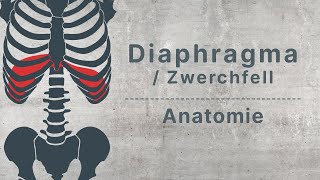 physioHELD Diaphragma  Zwerchfell  Anatomie [upl. by Wooldridge]