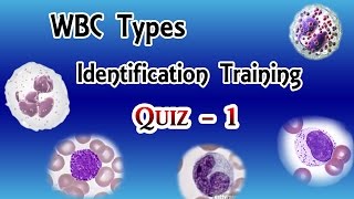 WBC Identification Training Quiz  Part 13 [upl. by Nnylsor]