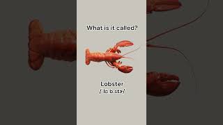 Can you name these seafood learnenglish dailyenglish english vocabulary seafood learn [upl. by Nitsyrk]