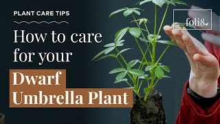 Dwarf Umbrella Plant Care Tips 🌿 Schefflera arboricola [upl. by Adhern956]