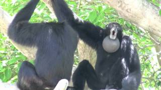 Siamang Gibbons howling at Miami Metrozoo [upl. by Lemak580]