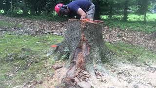 STIHL ms362 with 28 inch bar vs big oak stump [upl. by Ekal438]