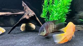 75 gallon cichlid community Mad Zach tank 2 [upl. by Spense]