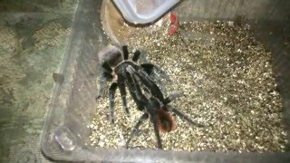 спаривание пауков Brachypelma vagans [upl. by Kcered]