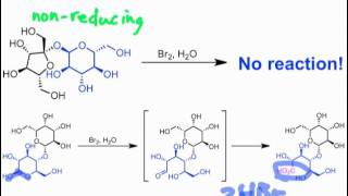 Reducing versus Nonreducing Sugars [upl. by Wendalyn]