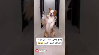 وضع بعض البنات في البث المباشر 😂🤣 [upl. by Haelhsa72]