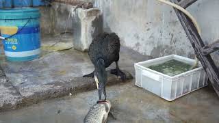 Greedy Cormorant Eats Big Fish [upl. by Sivahc]