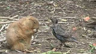 Birds snatching food from the prairie dog [upl. by Bazluke]