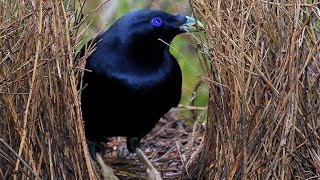 Australian Birds Satin Bowerbird the performer [upl. by Yerkovich]