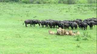 Buffalos vs Lions at Ngorongoro crater Tanzania January 2013 [upl. by Irak866]