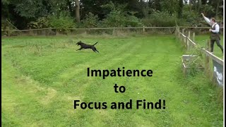 Impatience to Focus and Find 🐕‍🦺  young inexperienced dog [upl. by Kciredor]