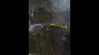 Wild caught Pseudotropheus Flavus vs Cynotilapia Hara Galileya Reef White Top mbuna fight [upl. by Wallace]