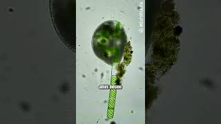 Protozoário guloso devora filamento inteiro de alga microbiologia microorganismos [upl. by Arreic268]