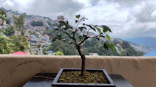 Ficus Benjamina  Root Pruning  Repotting  Branch Trimming [upl. by Nickie]