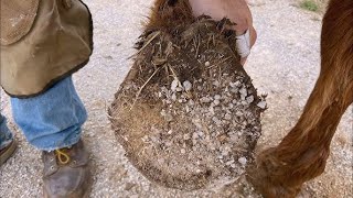 Horse Hoof Cleaning Best Tips for Beginners [upl. by Enilrek22]