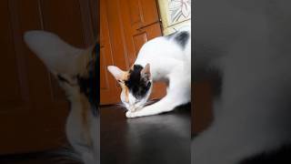 🐱✨ Magical Cat Pawing The Cutest Kitty Trick Ever ytshorts viralshorts cutecat kitty [upl. by Mor]