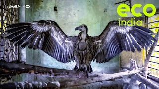 Eco IndiaVulture restaurants in Maharashtras Raigad district are helping revive vulture population [upl. by Nylsoj]