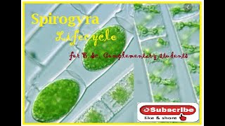 Spirogyra  Life cycle [upl. by Atnes]