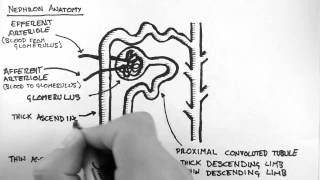 Renal Anatomy 2  Nephron [upl. by Eidissac101]