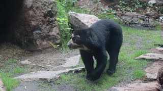 Brillenbär  Andean Bear Tinka  Tierpark Berlin 2024 [upl. by Corder768]