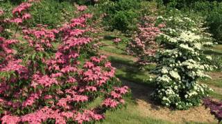 ‘Rutpink’ Scarlet Fire™ Dogwood [upl. by Husain]