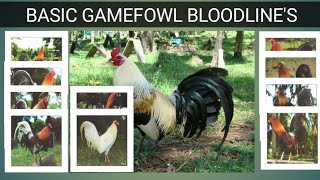 GAME FOWL BLOODLINES Origin amp Characteristics [upl. by Eellek689]