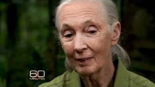 Jane Goodall and Her Chimps [upl. by Vallery]